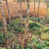 Betula nigra black birch river birch