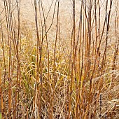 Ornamental grasses in late autumn