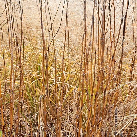 Ornamental_grasses_in_late_autumn