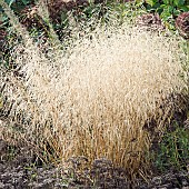 Deschampsia cespitosa Goldtau