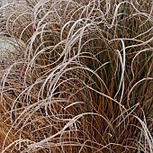 Frosted foliage of perennial grasses