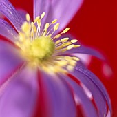 Anemone blanda Windflower