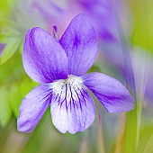 Wild pansy Johnny Jump Soft Focus