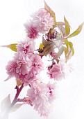 Soft focus Cherry blossom