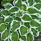 Hosta Patriot