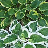 Hosta Diamond Tiara  Hosta Twilight