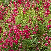 Penstemon Garnet Andenken an Friedrich Hahn