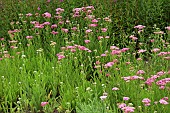 Achillea Millefolium Cerise Queen