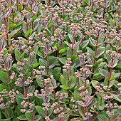 Sedum Telephium