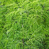 Patterns in nature foliage bright green and feathery