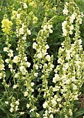 Verbascum Gainsborough