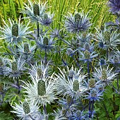 Eryngium Sea Holly