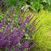 Perennials Salvia Verticillata Purple Rain with rich purple flowers, in border at Trentham Gardens (NGS) Staffordshire in August