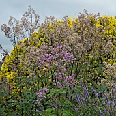 Thalictrum Delavayi Hewitts