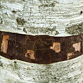 Silver Birch Betula Itilis Tree Bark