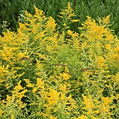 Solidago Goldenmosa