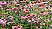 Echinacea Purpurea Pink Parasol Coneflower