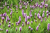 Liatris Spicata Blazing Star