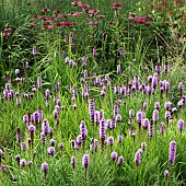 Liatris Spicata Blazing Star