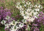 Eryngium Giganteum Miss Wilmotts Ghost