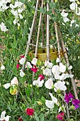 Wigwam of Annual Sweet Pea Lathurus