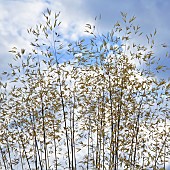 Stipa Gigantea seedheads