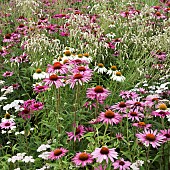 Echinacea Purpurea Pink Parasol Coneflower