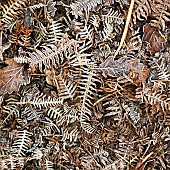 Fallen leaves with frosted patterns in winter