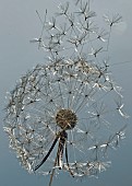 Wire sculptures of a Dandelion seed head