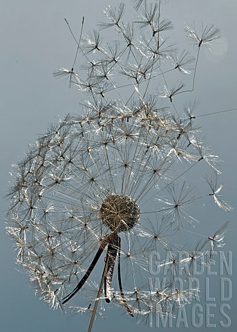 Wire_sculptures_of_a_Dandelion_seed_head