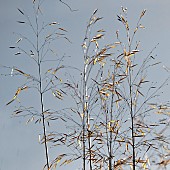 Stipa Gigantea Ornamental Grass