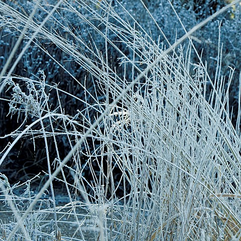 Winter_frosts_cover_die_back_stems_heads_and_foliage_of_ornamental_grasses