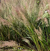 Pennisetum Orientale