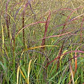 Miscanthus Sinensis Purpurascens