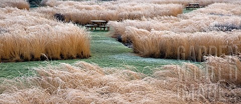Rivers_of_grass_garden_frosted