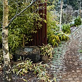 Frosted foliage of Bamboos