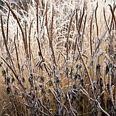 frosted borders of ornamental grasses, perennial stems leaves and seed heads