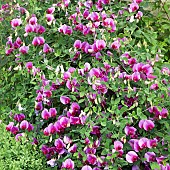 Sweet Pea, Lathyrus Vernus Spring Vetchling