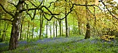 Decidous Woodland in with bluebells and Beech Trees