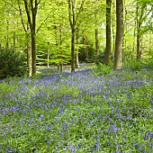 Decidous Woodland in with bluebells and Beech Trees