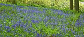 Decidous Woodland in with bluebells and Beech Trees