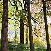 Decidous Woodland in with bluebells and Beech Trees