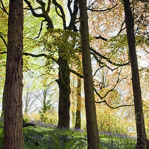 Decidous_Woodland_in_with_bluebells_and_Beech_Trees
