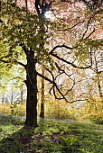 Decidous Woodland in with bluebells and Beech Trees