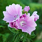 Mallows malva sylvestris Shepherds purse capsella bursa pastoris