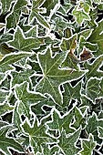 Ivy leaves frosted in winter