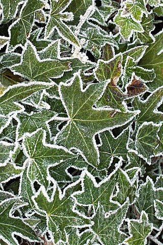 Ivy_leaves_frosted_in_winter