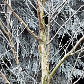 Birch tree frosted in winter