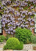 Wisteria Sinensis