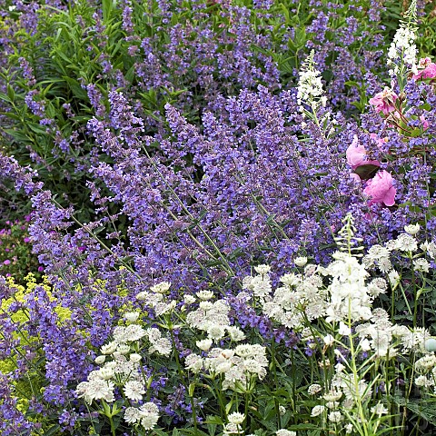 Borders_of_summer_flowering_herbaceous_perennials